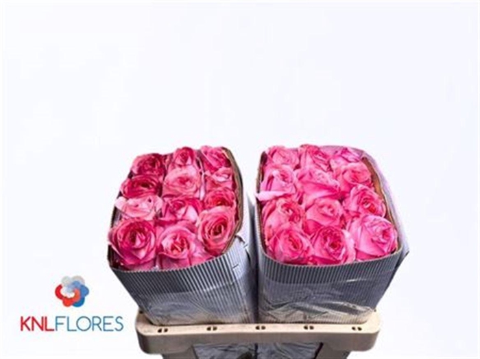 <h4>R Gr Pink X-pression Ec</h4>