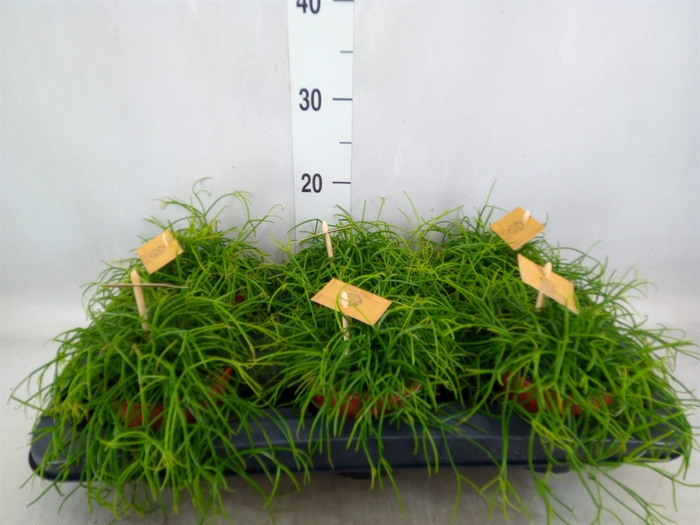 <h4>Rhipsalis   ...</h4>