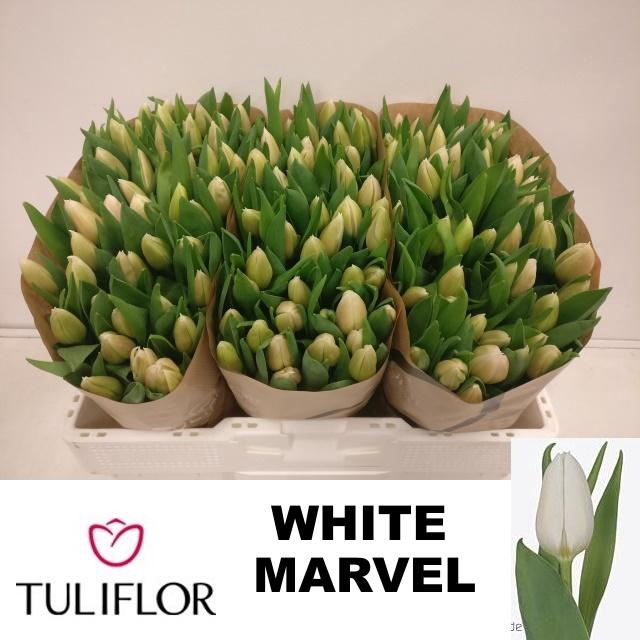 <h4>TU EN WHITE MARVEL</h4>