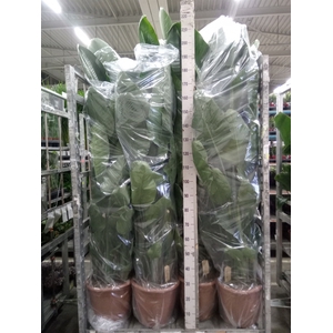 Strelitzia nicolai