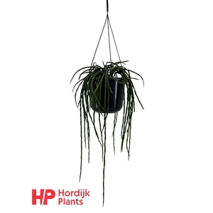 Rhipsalis paradoxa minor