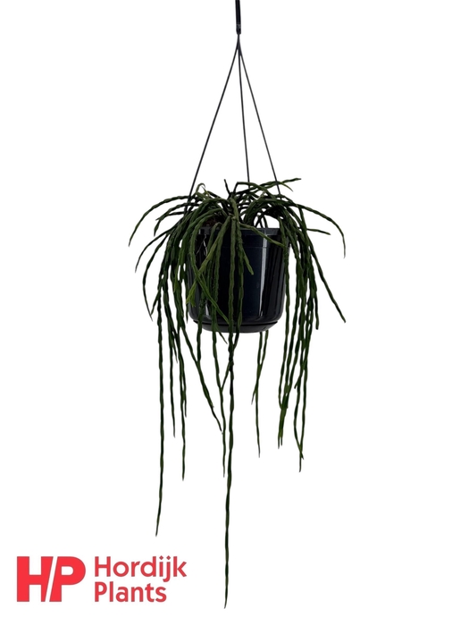 <h4>Rhipsalis paradoxa minor</h4>