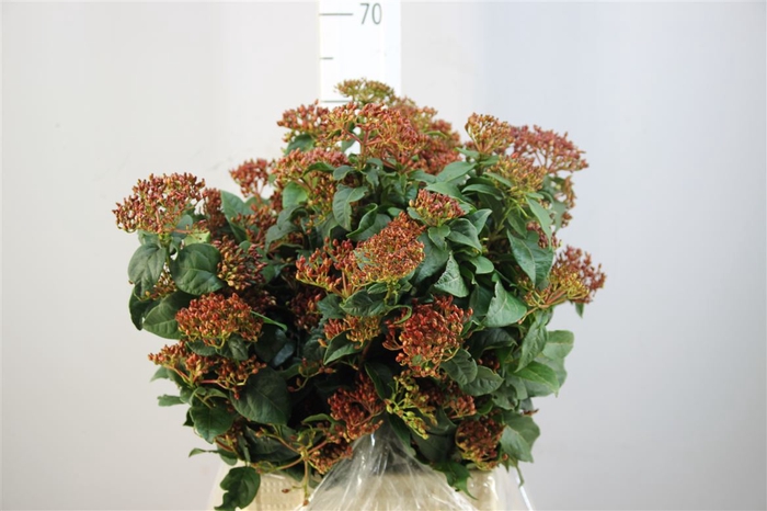 <h4>Viburnum Bes Rood</h4>
