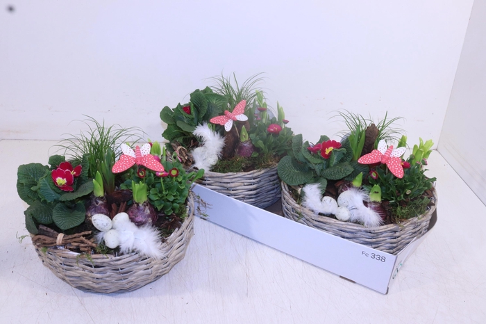 <h4>ARR TUINPLANTEN</h4>