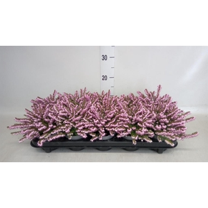 Erica darley. 'Darley Dale'