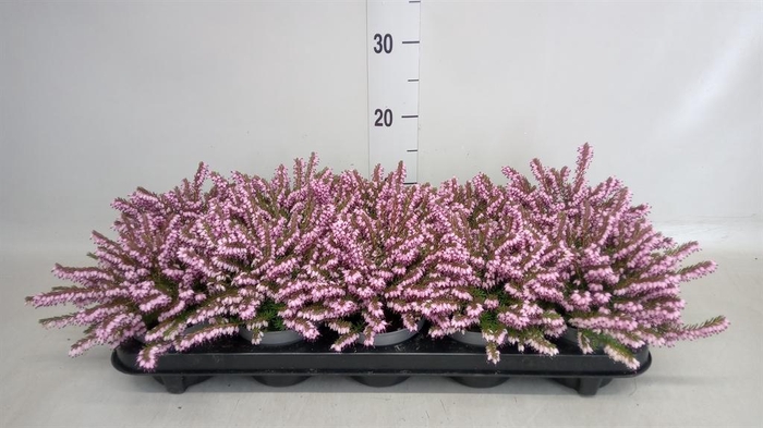 <h4>Erica darley. 'Darley Dale'</h4>