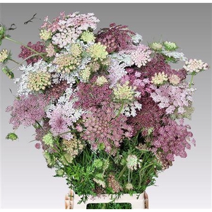 DAUCUS CAROTA DARA