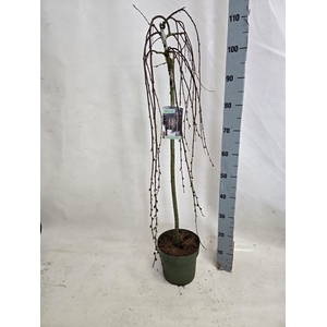 SALIX CAP KILMARNOCK