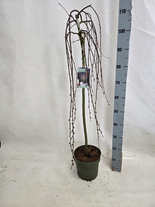 <h4>SALIX CAP KILMARNOCK</h4>