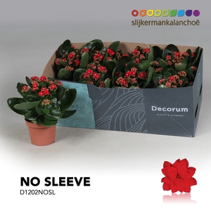 Kalanchoe No Sleeve - Red