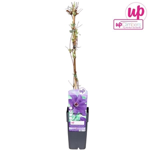 Clematis The President P15