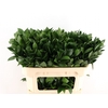 Ruscus Hypophyllum 70