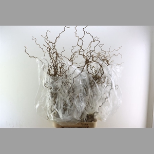 Corylus Av Contorta