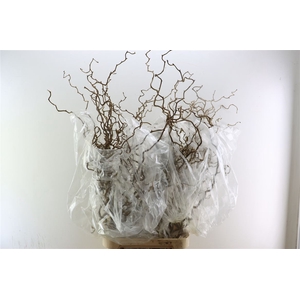 Corylus Av Contorta