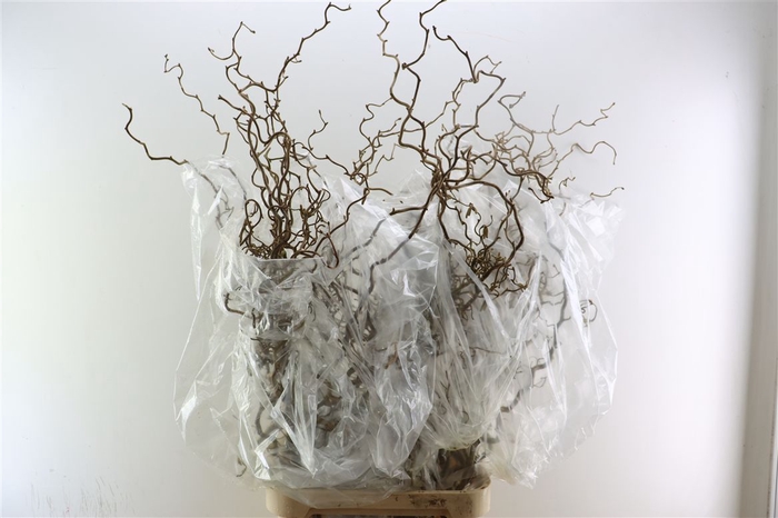 <h4>Corylus Av Contorta</h4>