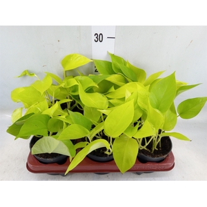 Epipremnum pinn. 'Golden Pothos'