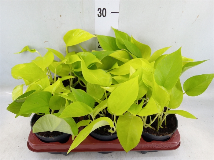 <h4>Epipremnum pinn. 'Golden Pothos'</h4>