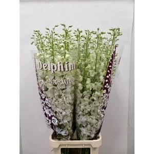 Delph El Du Dewi Impressive White
