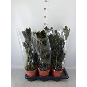 Zamioculcas zamiifolia 'Dowon'