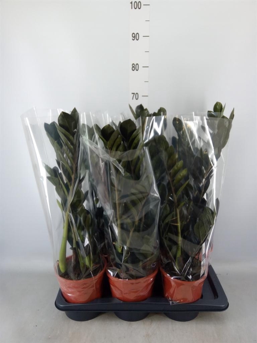 <h4>Zamioculcas zamiifolia 'Dowon'</h4>