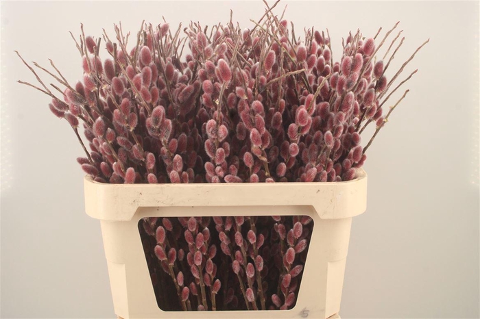 <h4>Salix G Pink Cushion</h4>