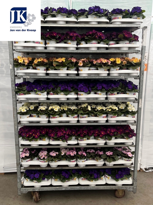 <h4>PRIM AC OBSID GEM</h4>