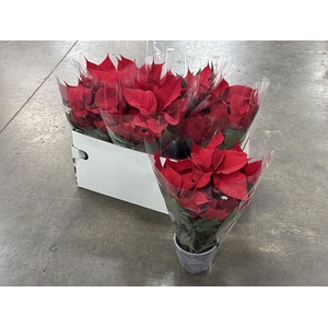 Euphorbia (Poinsettia) Premium Red 13Ø 38cm 5fl