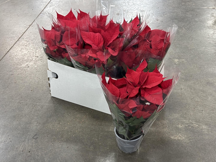 Euphorbia (Poinsettia) Premium Red 13Ø 38cm 5fl