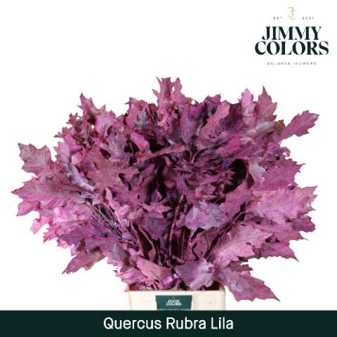 <h4>Quercus Rubra L80 Klbh. Lila</h4>