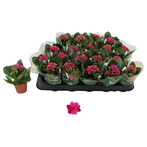 KALAN CALAN DON VICTORIO P6