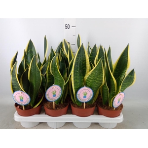 Sansevieria trifa. 'Black Gold'