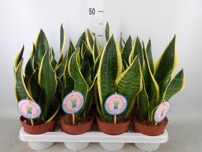 <h4>Sansevieria trifa. 'Black Gold'</h4>