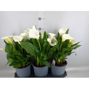 Zantedeschia  'Captain Fresco'