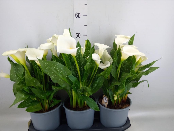 <h4>Zantedeschia  'Captain Fresco'</h4>