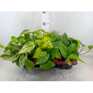 Epipremnum pinn.   ...mix