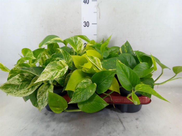 <h4>Epipremnum pinn.   ...mix</h4>