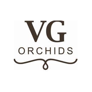 Phal Tropic Snowball 3T18+