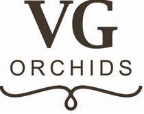 <h4>Phal op Kleur 3T18+</h4>