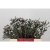 Kaaps Groen Silver Brunia