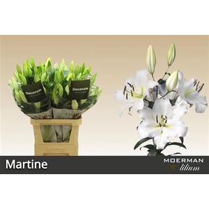 Li Ot Martine
