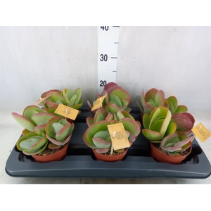 Kalanchoe NF thyrsiflora