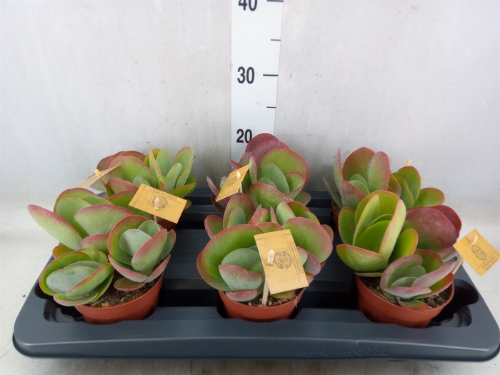 <h4>Kalanchoe NF thyrsiflora</h4>