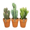 Cactus gemengd