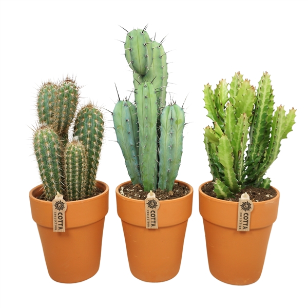 <h4>Cactus mix in 19 cm 'Terracotta Kraagpot'</h4>