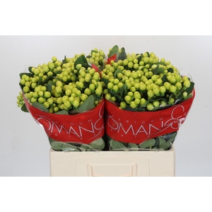 Hypericum Smiley Romance