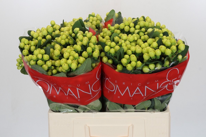<h4>Hypericum Smiley Romance</h4>