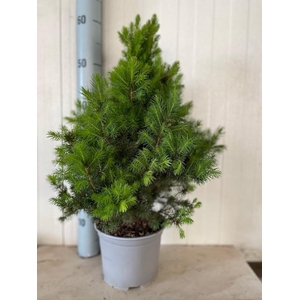 picea glauca conica