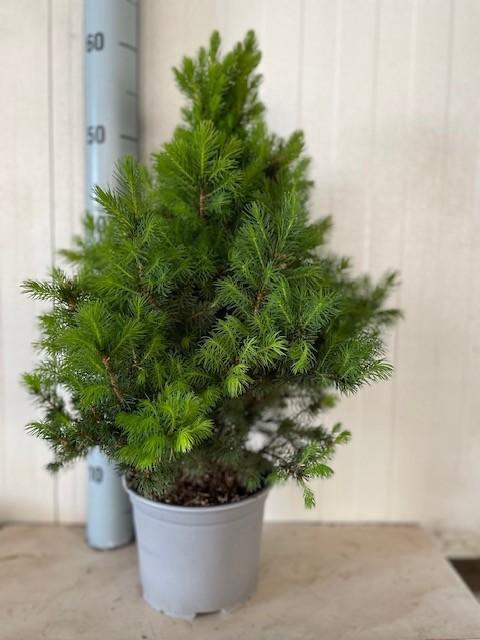 <h4>picea glauca conica</h4>