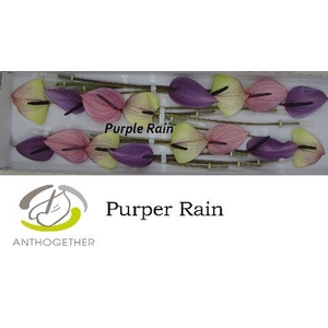 Anth A Mix Purper Rain 11 cm X16 Oosterzon