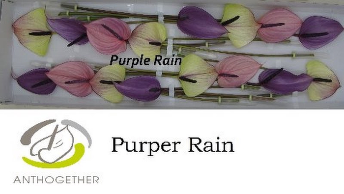 <h4>Anth A Mix Purper Rain 11 cm X16 Oosterzon</h4>